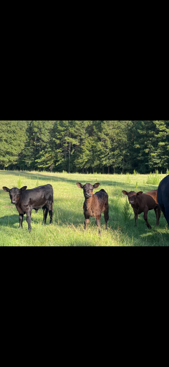 Registered American Aberdeen: 3 Cow/calf pairs, 4 heavy bred cows.